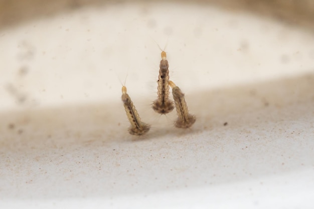 Foto larvas de mosquitos em água estagnada de perto