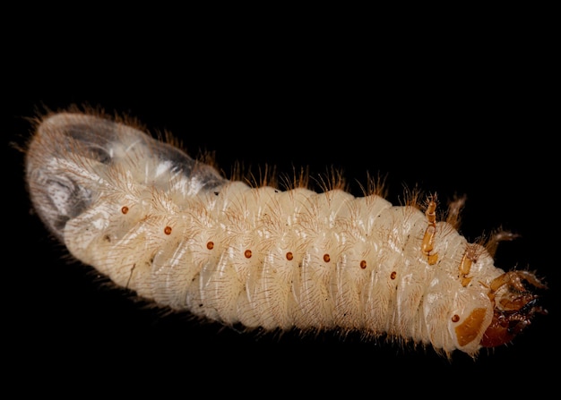 Larvas de escarabajo de mayo lat Melolontha Phyllophaga aisladas sobre un fondo negro