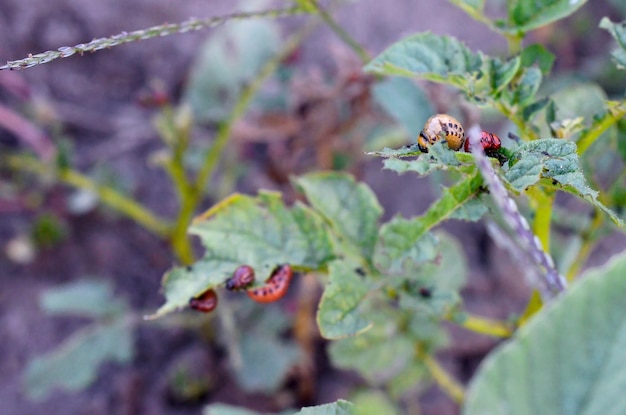 Las larvas de escarabajo de la patata de Colorado comen hojas de papa joven