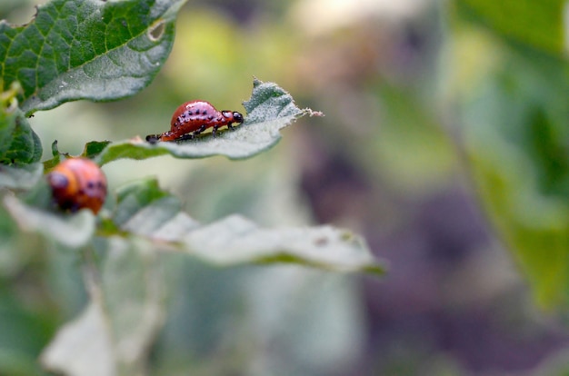 Las larvas del escarabajo de la patata de Colorado comen hojas de papa joven