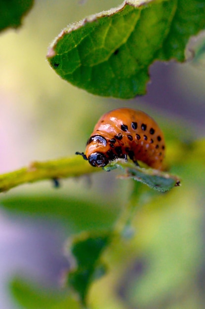 Foto larvas de escarabajo de la patata de colorado en hojas de patata jóvenes numerosas larvas de escaravala de colorado comiendo plagas