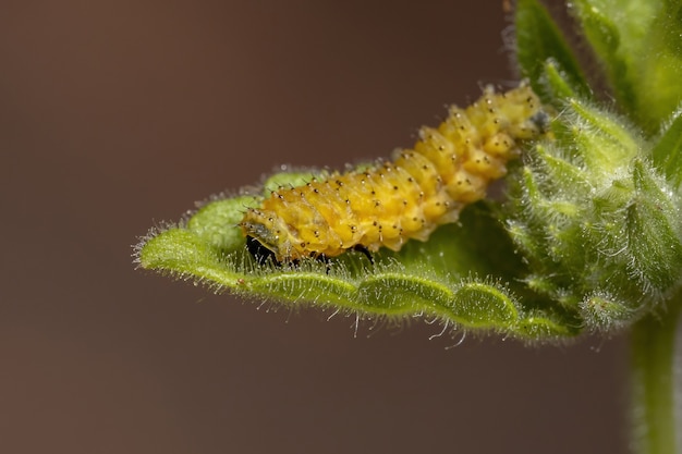 Larvas del escarabajo pulga de la especie Omophoita argus