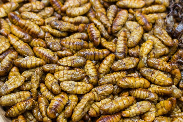 Larvas de gusanos de seda fritas en aceite de cerca