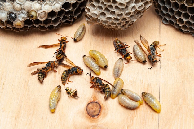 Larvas muertas y avispas conocidas como Avispón Gigante Asiático o Avispón Gigante Japonés con peine sobre mesa de madera