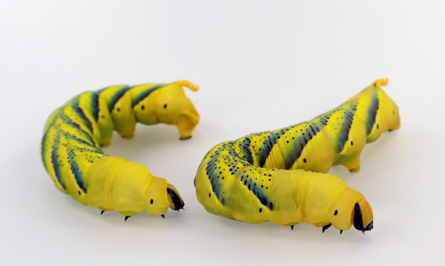 Las larvas de oruga de la cabeza muerta de la polilla mariposa Acherontia atropos aislado en blanco cerrar macro