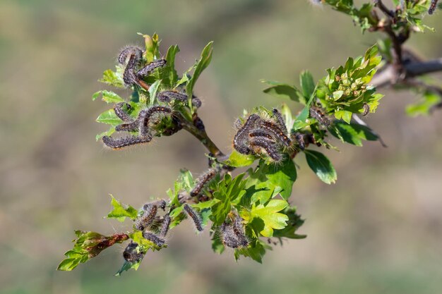 Larvas de oruga orugas de cola marrón en el árbol