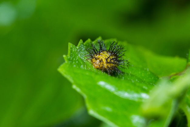 Larvas de polilla espinosa en hoja verde, Macro