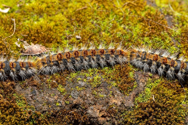 Larvas de polilla procesionaria del pino Thaumetopoea pityocampa caterpillar con pelos punzantes