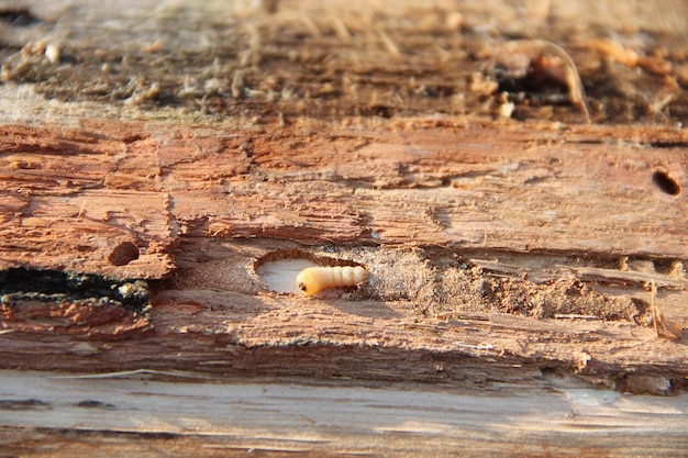 Larve des Holzwurms lebt unter Kiefernrinde Gemeiner Möbelkäfer Insektenschädling