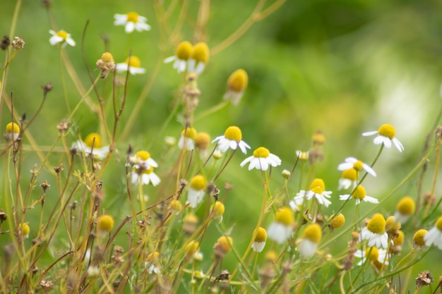 las plantas y el meio ambiente