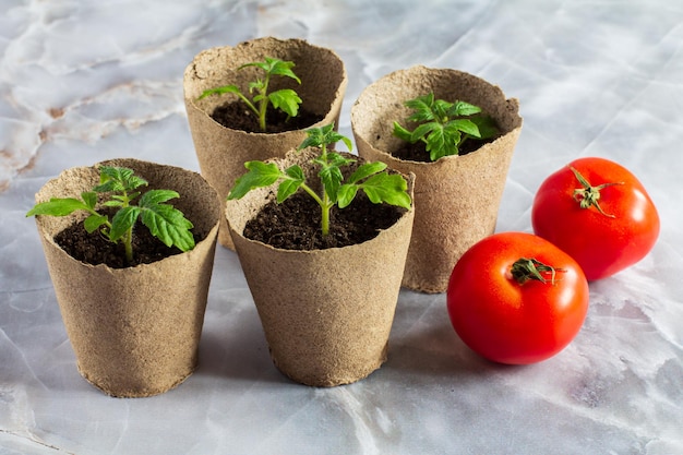 Latas de papelão com mudas de tomate verde em cima da mesa