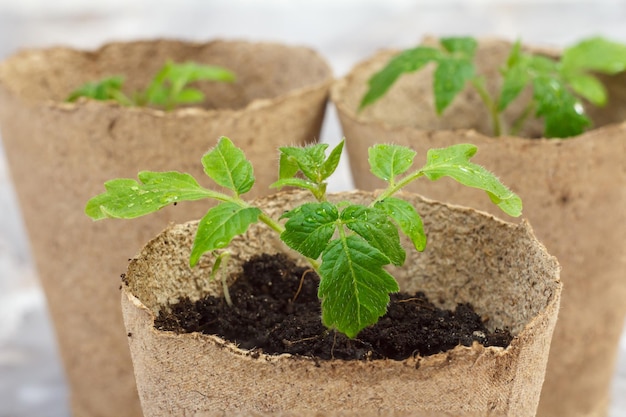 Latas de papelão fechadas com mudas de tomate verde