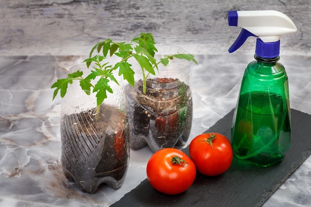 Latas de plástico con plántulas de tomate verde y botella de agua.