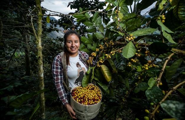 Lateinamerikanische Bäuerin, die mit ihren Pflanzen in der Ernte arbeitet und den Kaffee posiert