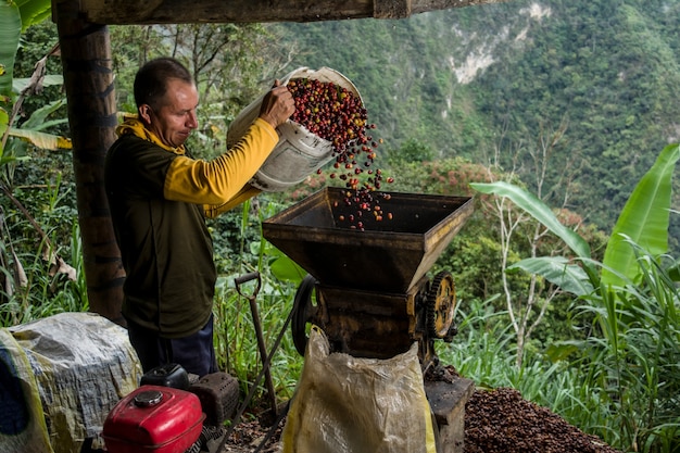 Foto lateinamerikanischer kaffeebauer, der mit seinen pflanzen in der ernte arbeitet und den kaffee im dschungel trocknet