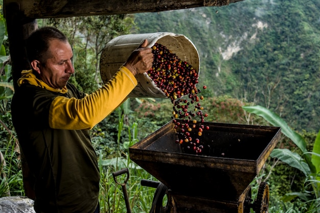 lateinamerikanischer peruanischer Mann, der mit Kaffee mit Dschungelwaldhintergrund arbeitet