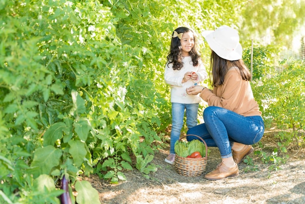 Lateinische Mutter und Tochter, die frisches Gemüse von Pflanzen auf dem Bauernhof ernten