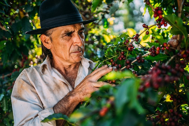 Lateinischer Mann, der an einem sonnigen Tag Kaffeebohnen pflückt. Kaffeebauer erntet Kaffeebeeren. Brasilien