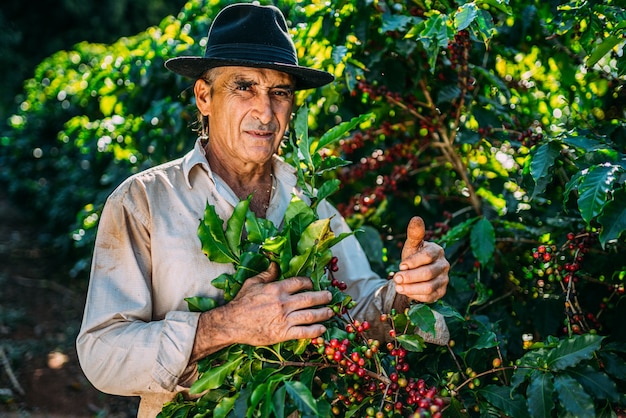 Lateinischer Mann, der an einem sonnigen Tag Kaffeebohnen pflückt. Kaffeebauer erntet Kaffeebeeren. Brasilien