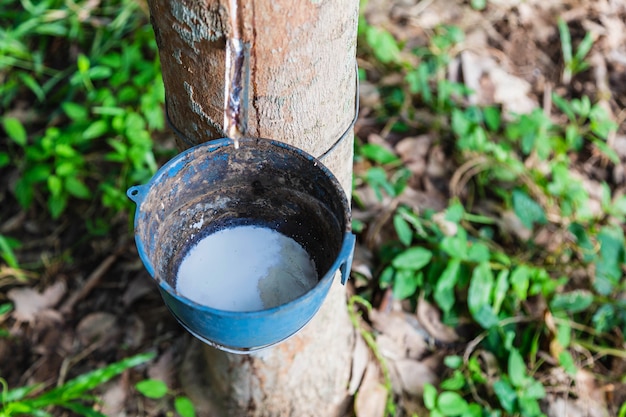 Látex de borracha natural de seringueiras