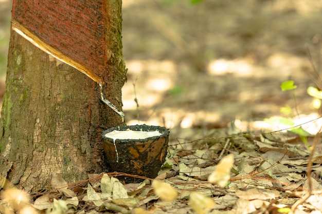 látex extraído da borracha da fonte de borracha natural