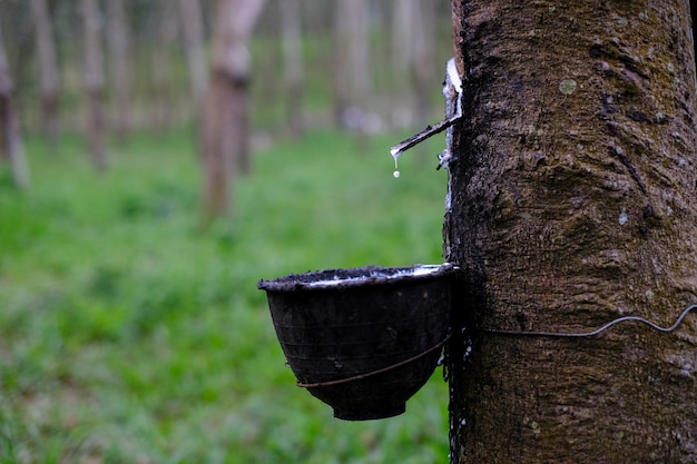 Látex lechoso fresco fluye a un recipiente de plástico desde el árbol de caucho de párr Hevea Brasiliensis