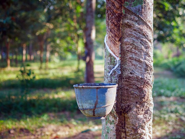 El látex natural del árbol de caucho en el bosque de la plantaciónEl látex natural fluye hacia el cuenco de caucho