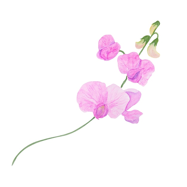 Lathyrus-Aquarellillustration Handgezeichnete botanische Blumenskizze Farbige süße Erbsenblume