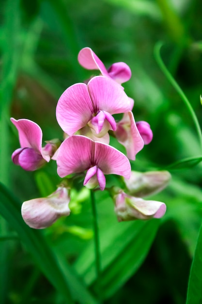 Lathyrus sylvestris, el guisante plano o las flores de guisante eterno de hoja estrecha