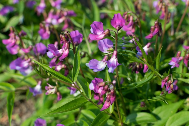 Lathyrus vernus, arveja primaveral, arveja primaveral o arveja primaveral