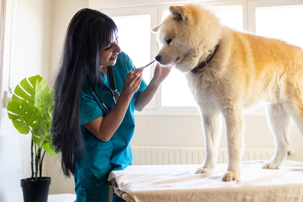 Latina-Tierärztin gibt einem sitzenden Hund Leckerli