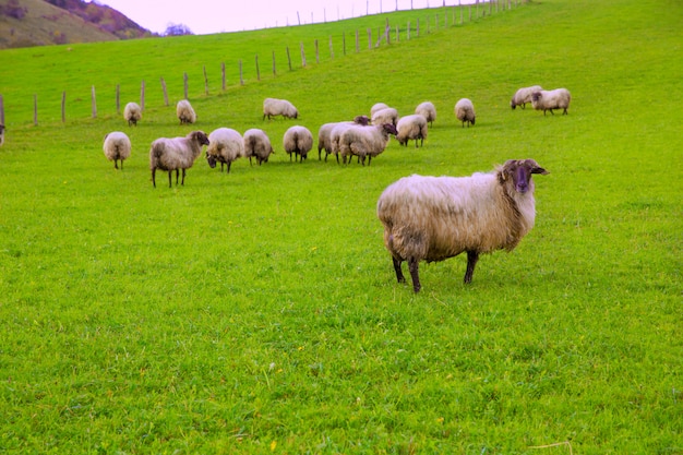 Latxa, ovelha, em, pyrenees, de, navarra, pastar, em, prado