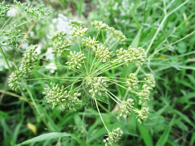 Laub, grüne Blätter, Früchte und Blumen