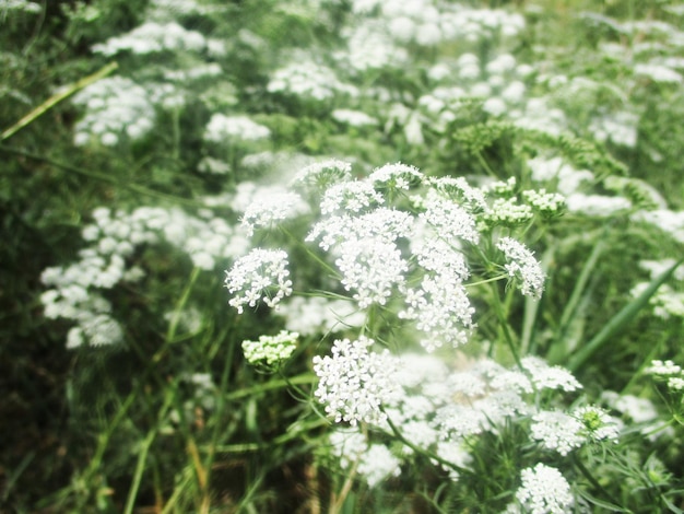 Laub, grüne Blätter, Früchte und Blumen