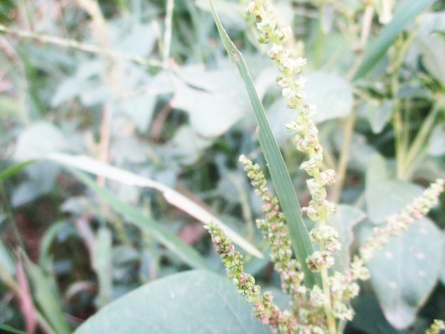 Laub, grüne Blätter, Früchte und Blumen