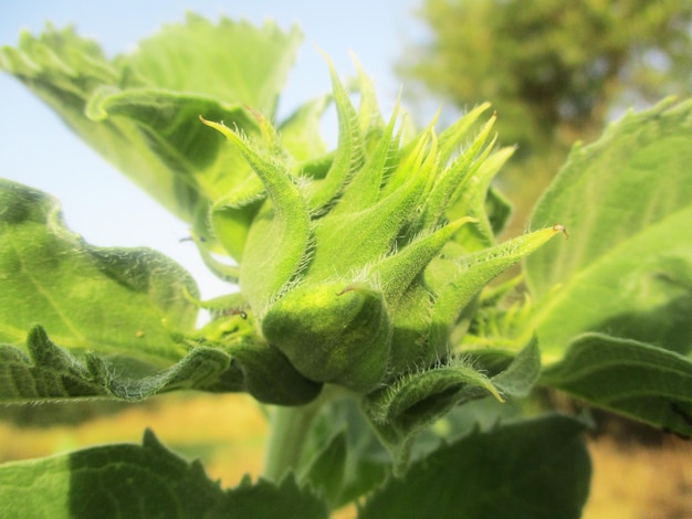 Laub, grüne Blätter, Früchte und Blumen