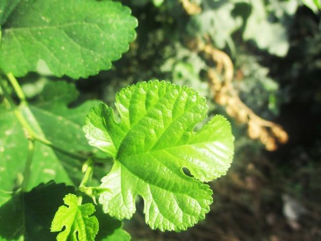 Laub, grüne Blätter, Früchte und Blumen