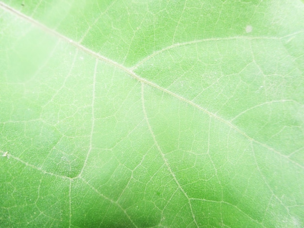 Laub, grüne Blätter, Früchte und Blumen