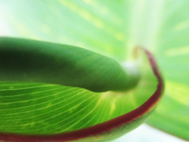 Laub, grüne Blätter, Früchte und Blumen