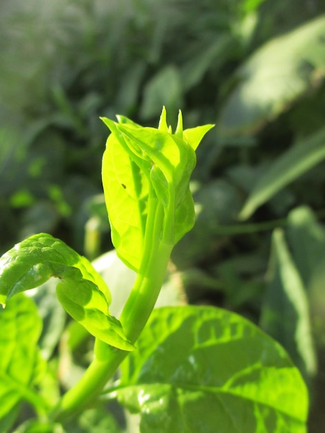 Laub, grüne Blätter, Früchte und Blumen