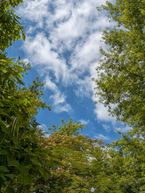 Laub mit blauem Himmel und Wolken