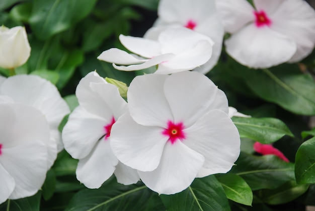 Laub Vinca Blüten, weiße Vinca Blüten (Madagaskar Immergrün)