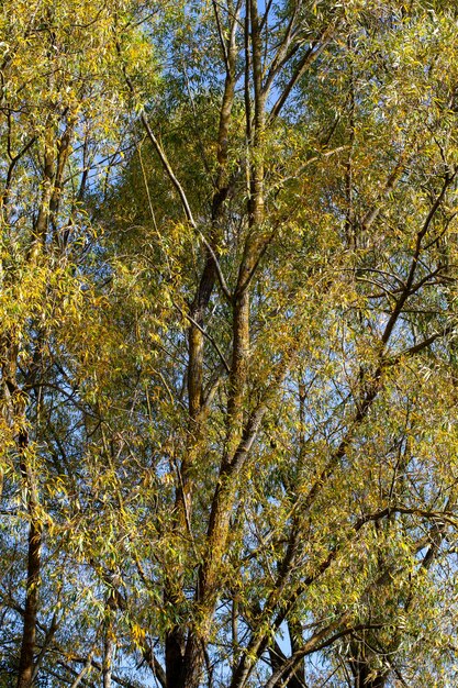 Laub von Bäumen im Park in der Herbstsaison