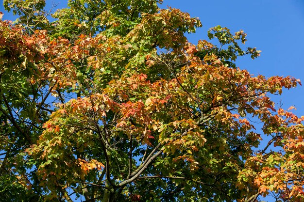 Laub von Bäumen im Park in der Herbstsaison