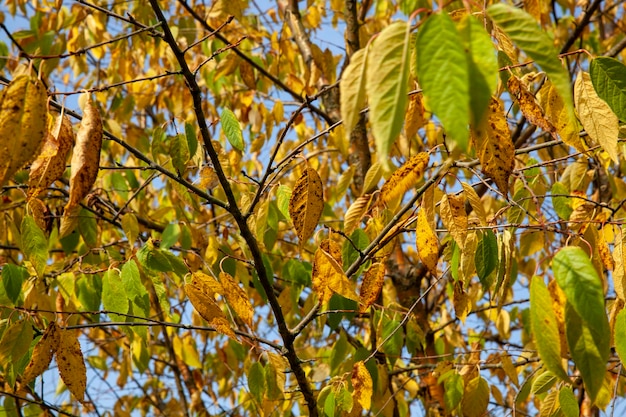 Laub von Bäumen im Park in der Herbstsaison