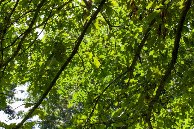 Laubbäume, die im Sommer im Park wachsen