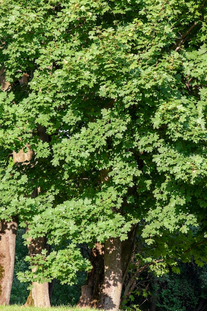 Laubbäume, die im Sommer im Park wachsen