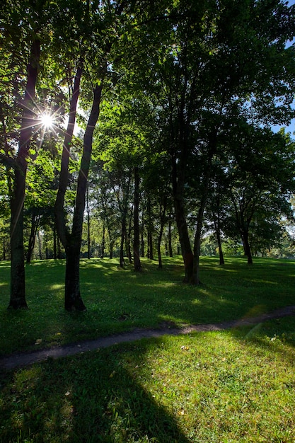 Laubbäume, die im Sommer im Park wachsen