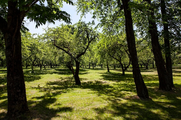 Laubbäume, die im sonnigen Sommer im Park wachsen, die Baumkronen mit dichtem Laub von grüner Farbe