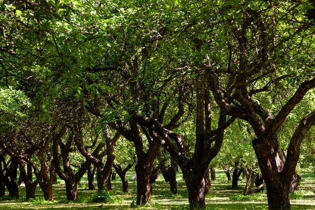 Laubbäume, die im sonnigen Sommer im Park wachsen